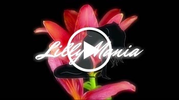 Best of Lillys Orgasmen 2022 - Private Porn - Jetzt ansehen